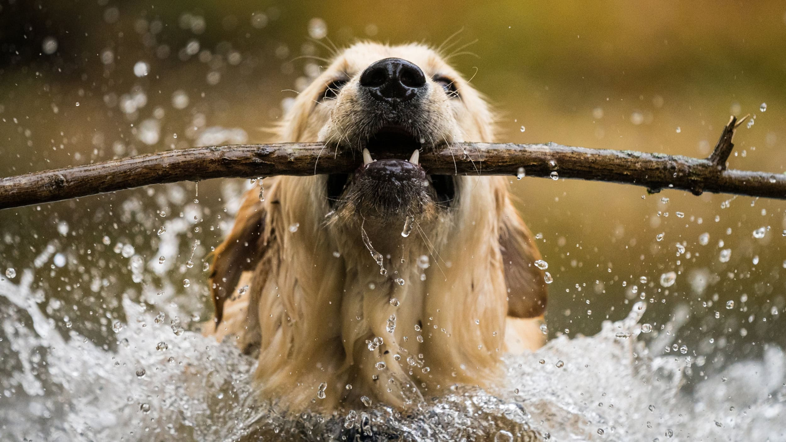 golden retriever blasting through water with stick golden retriever blasting through water with stick