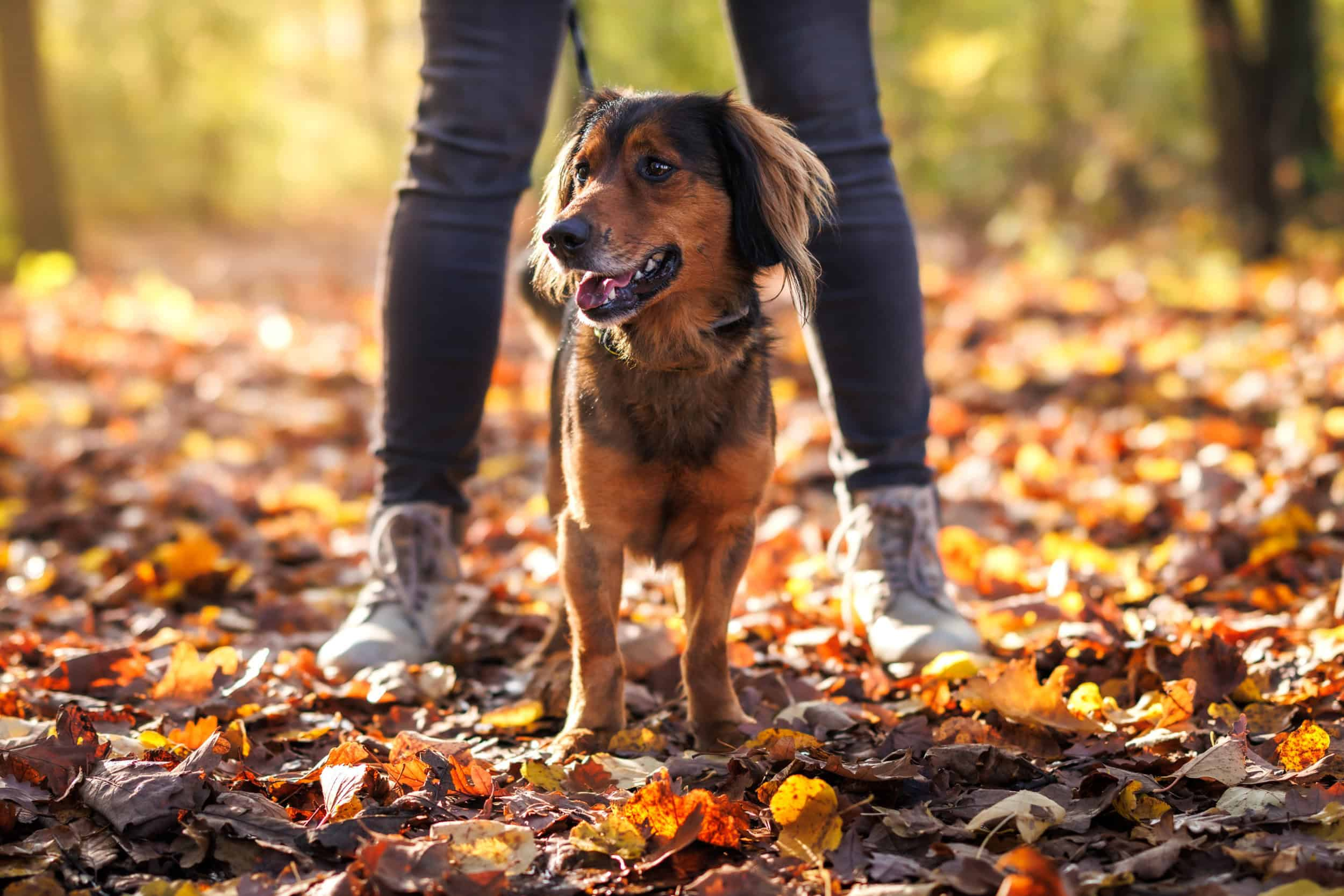 Happy small mixed breed dog during walking in autumn forest