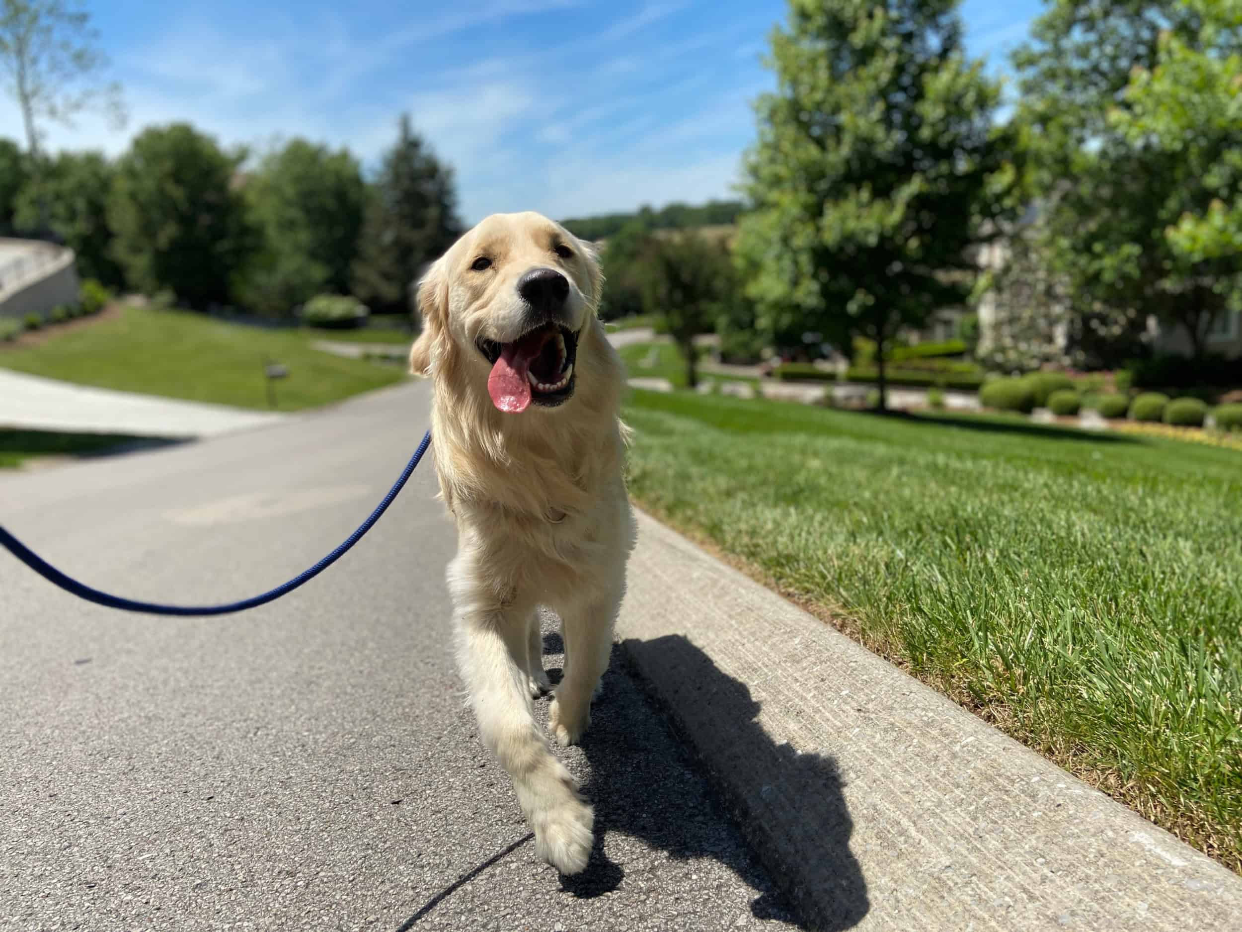 Happy Golden Retriever on a walk