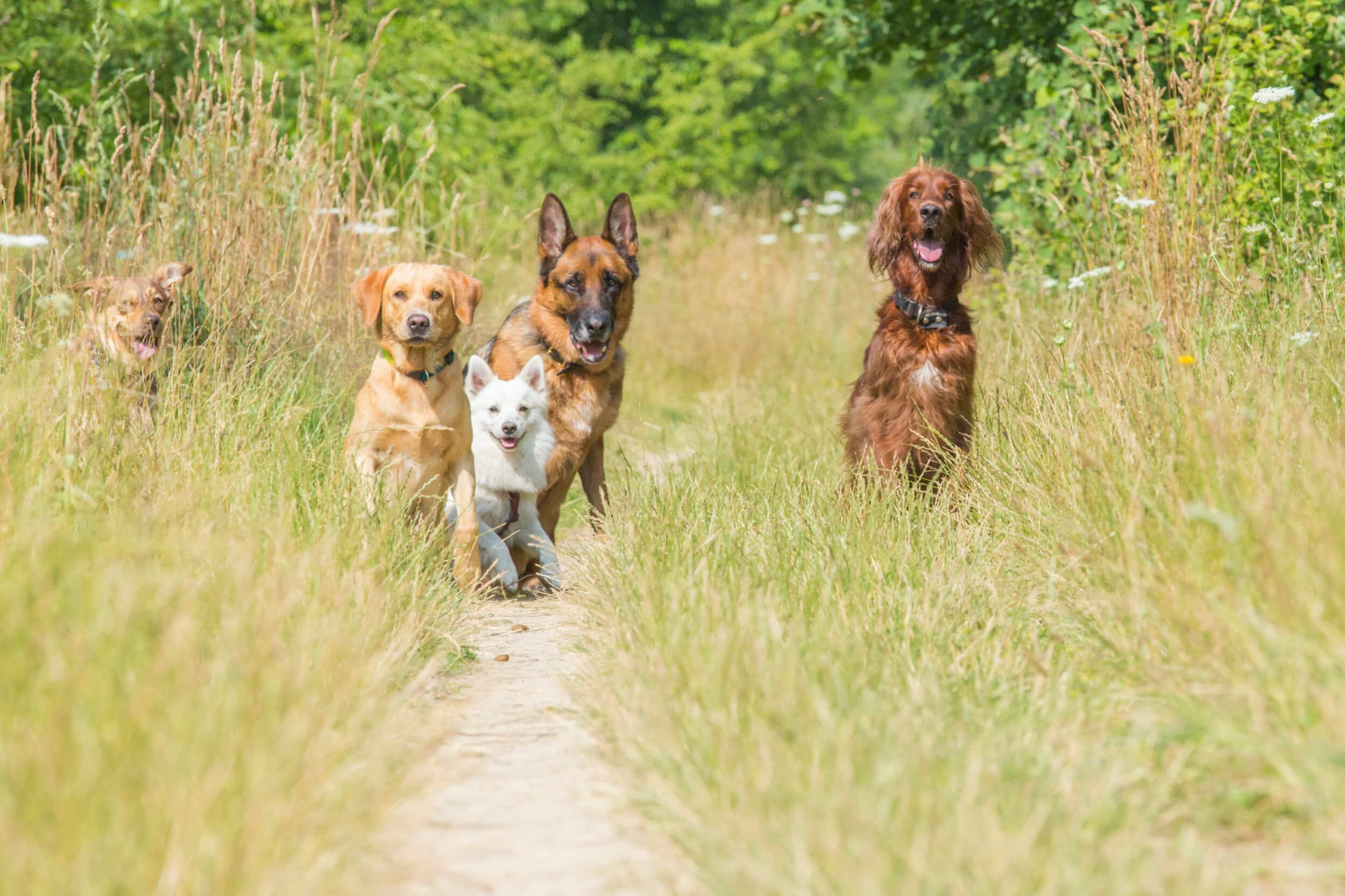 Dogs waiting for command