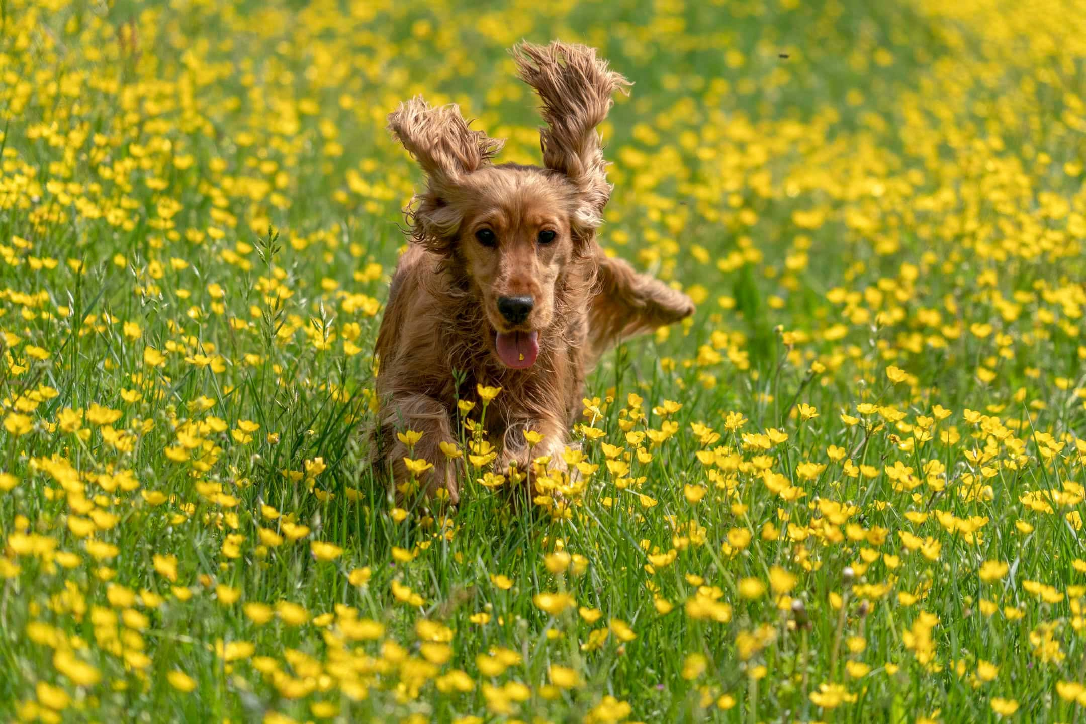 chasing tails dog walker img 03