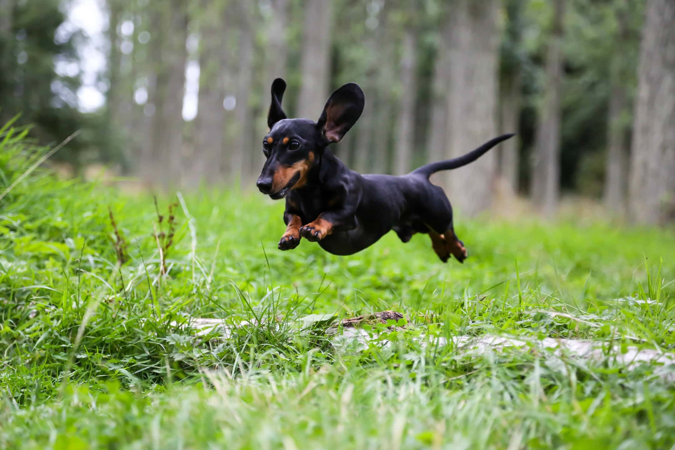 chasing tails dog walker img 09