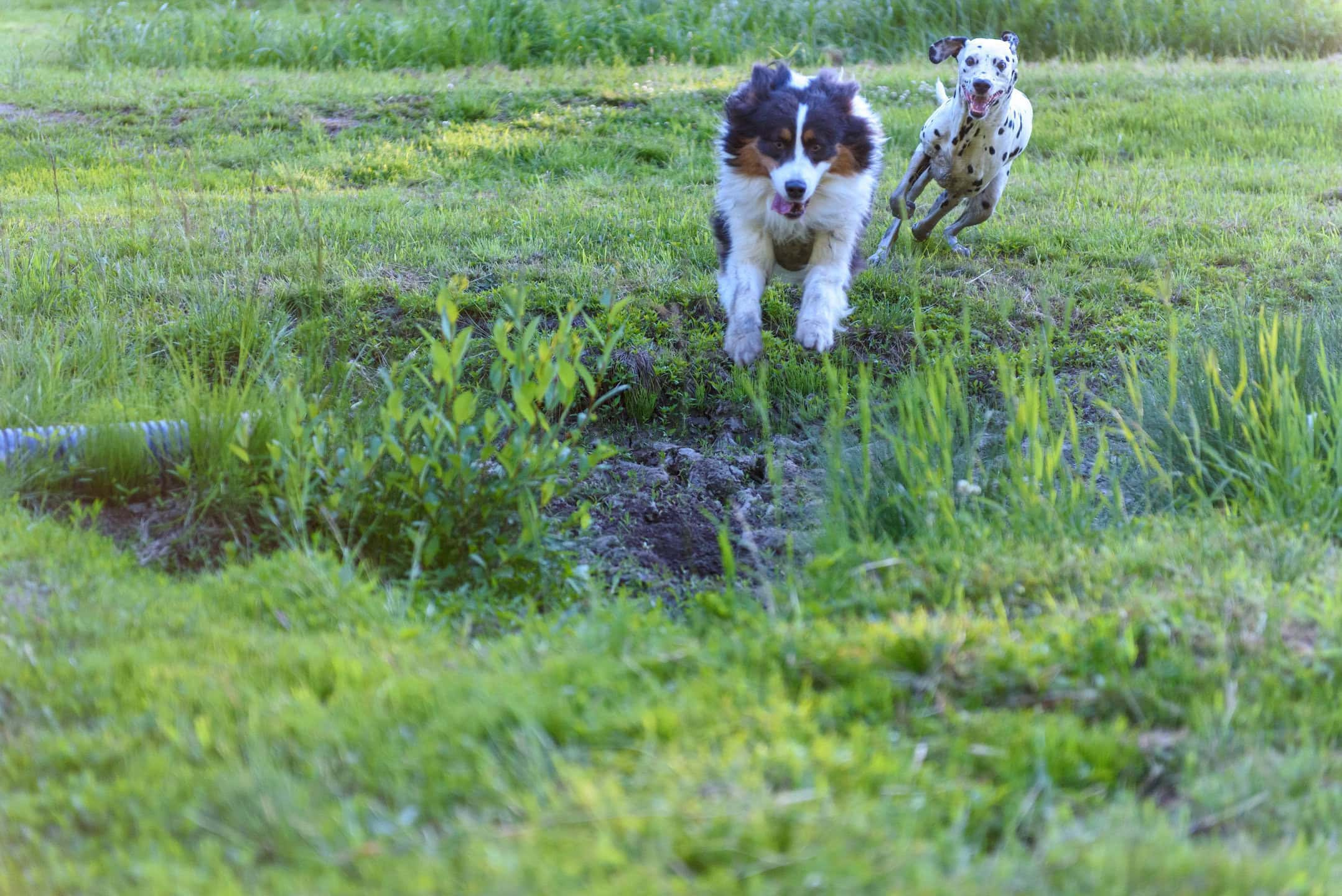 chasing tails dog walker img 11
